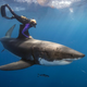 Illustration for article titled Astonishing images of a diver swimming on top of great white sharks